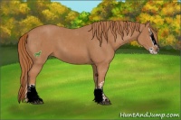 Horse Color:Chestnut Sabino Splash