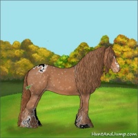 Horse Color:Chestnut Sabino Appaloosa