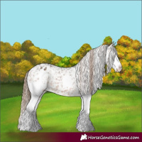 Horse Color:Bay Sabino Splash Appaloosa