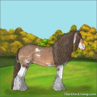 Horse Color:Bay Sabino Splash Appaloosa 