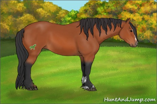Horse Color:Bay Sabino