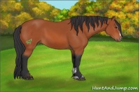Horse Color:Bay Sabino 