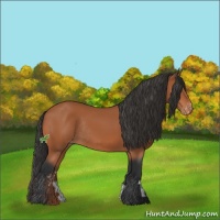 Horse Color:Bay Appaloosa Rabicano