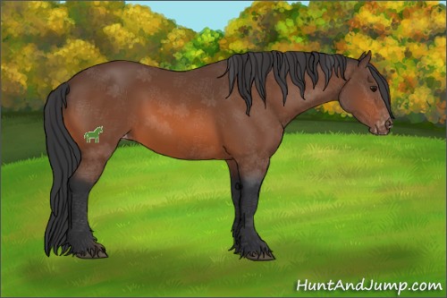 Horse Color:Bay Sabino Varnish