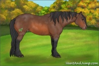 Horse Color:Bay Sabino Varnish 