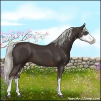 Horse Color:Liver Chestnut Sabino 