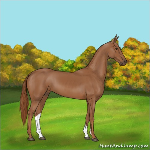 Horse Color:Chestnut 