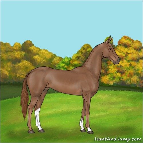 Horse Color:Chestnut 