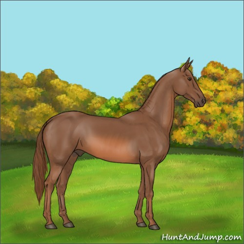 Horse Color:Chestnut 