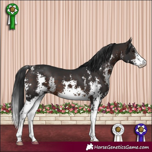 Horse Color:Brown Sabino