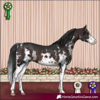 Horse Color:Brown Sabino