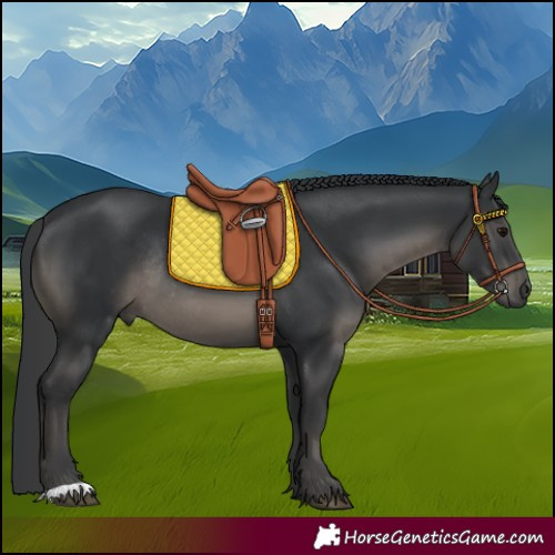 Horse Color:Black Rabicano 