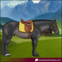 Horse Color:Black Rabicano 