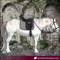 Horse Color:Bay Onyx Sabino Splash 