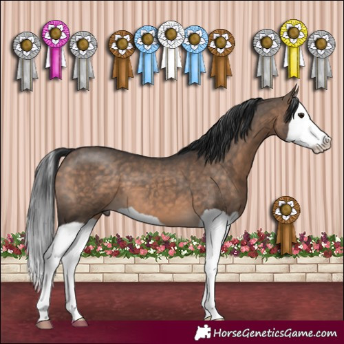 Horse Color:Brown Dun Splash