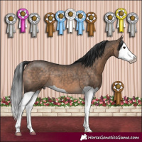 Horse Color:Brown Dun Splash