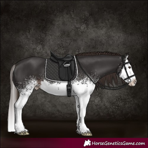 Horse Color:White Spotted Liver Chestnut Splash 