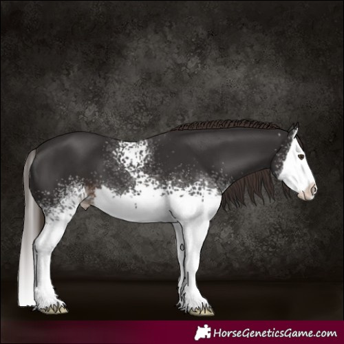 Horse Color:White Spotted Liver Chestnut Splash 