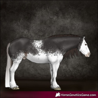 Horse Color:White Spotted Liver Chestnut Splash 