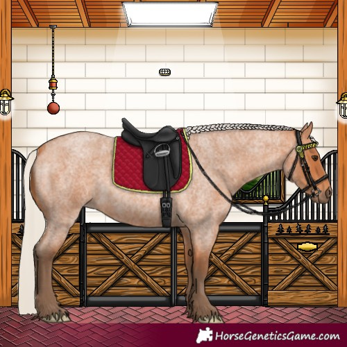 Horse Color:Silver Bay Roan 