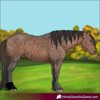 Horse Color:Bay Ice 