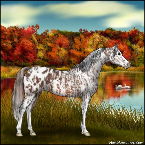 Horse Color:Bay Appaloosa  and Bay Appaloosa 