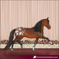 Horse Color:Bay Tobiano Appaloosa and Bay Tobiano Appaloosa