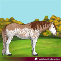 Horse Color:Red Dun Splash and Red Dun Splash