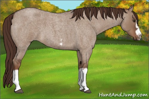Horse Color:Liver Red Dun Roan Splash Frame Rabicano