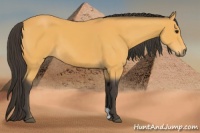 Horse Color:Buckskin 