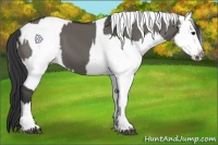 Horse Color:Grullo Sabino Splash  and Grullo Sabino Splash 