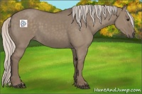 Horse Color:Silver Grullo