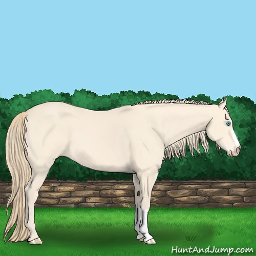 Horse Color:Perlino 