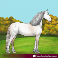 Horse Color:Gray Perlino Tobiano 