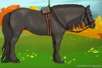 Horse Color:Smoky Black 