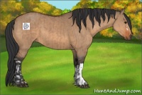 Horse Color:Bay Dun  and Bay Dun 