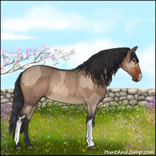 Horse Color:Bay Dun and Bay Dun Rabicano