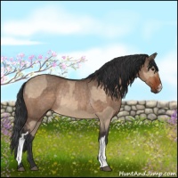 Horse Color:Bay Dun  and Bay Dun Rabicano 