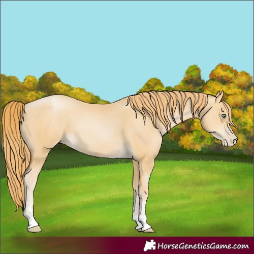 Horse Color:Smoky Black Pearl
