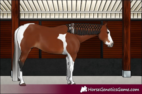 Horse Color:Gray Bay Splash Tobiano