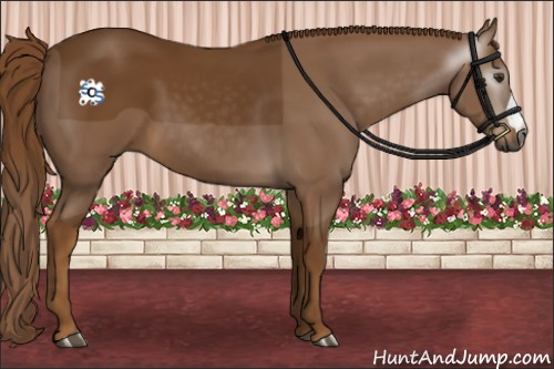 Horse Color:Gray Chestnut 