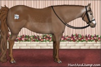 Horse Color:Gray Chestnut 