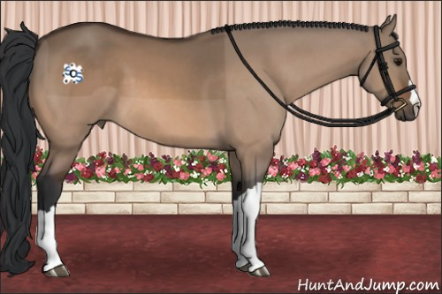 Horse Color:Bay Dun