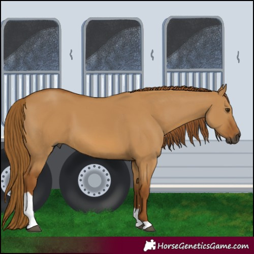 Horse Color:Gray Red Dun Tobiano 