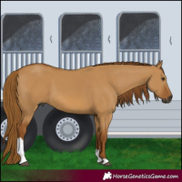 Horse Color:Gray Red Dun Tobiano 