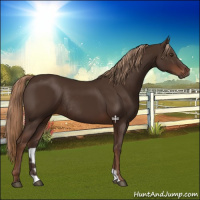 Horse Color:Liver Chestnut Rabicano 