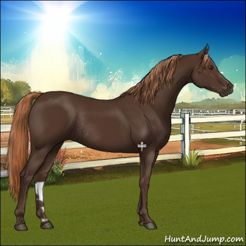 Horse Color:Liver Chestnut Rabicano 