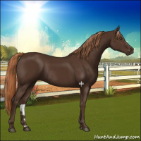 Horse Color:Liver Chestnut Rabicano 