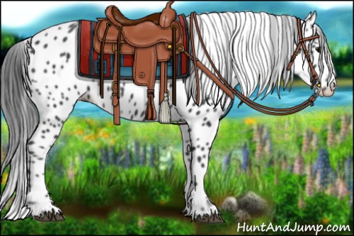 Horse Color:Black Appaloosa Rabicano 