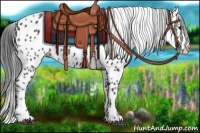 Horse Color:Black Appaloosa Rabicano 